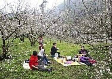 賞梅